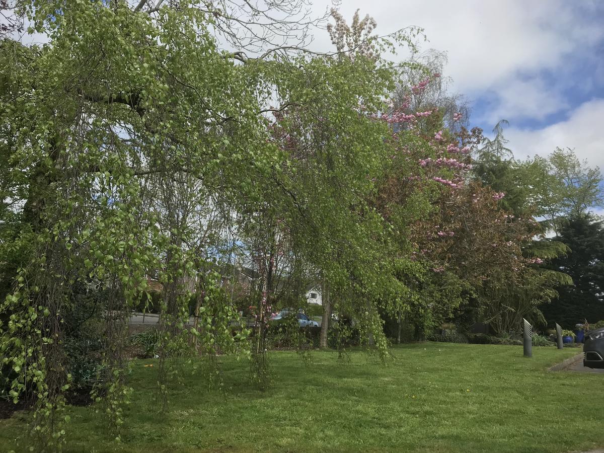 Bramble Lodge Blarney Exterior photo